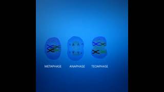 Meiosis cell division Animation  3DClass 12 Cell cycle and cell division [upl. by Wiskind]