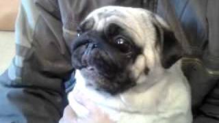 Мопс орёт pug screaming [upl. by Hawkie]