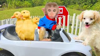 Baby Monkey Bon Bon washes clothes in the toitlet and plays with duckling in the garden with puppy [upl. by Alaine]