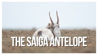 The Saiga Antelope A Story of Survival [upl. by Amari901]