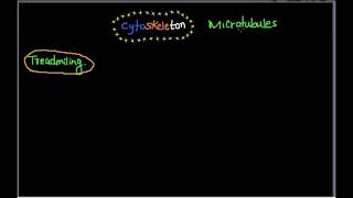 Treadmilling of microtubules Catastrophes and RescueCSIR [upl. by Gonsalve]