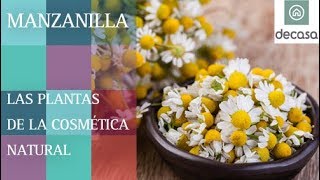 ¿Cuáles son los beneficios de la Manzanilla  LAS PLANTAS DE LA COSMÉTICA NATURAL [upl. by Eneri]