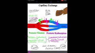 Capillary Exchange [upl. by Eux]