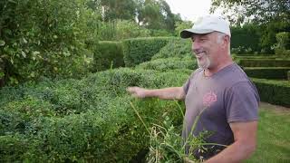 Revisiting My Ligustrum Hedge I Hacked Into Over 2 Months Ago [upl. by Larkins]