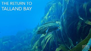 Spearfishing Cornwall  Spider Crab in Crystal Clear Waters [upl. by Strage]