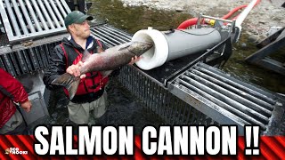 The Innovative SALMON CANNON got a new Update [upl. by Comfort]