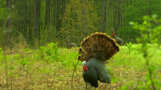 North Carolina Turkey Hunting [upl. by Pascia]