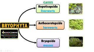 Classification of Bryophytes Characteristics of Liverworts Hornworts and Mosses [upl. by Dalt]