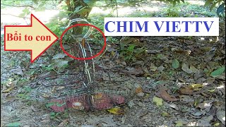 Bổi to con  Orthotomus sepium bird trap [upl. by Ikcir]