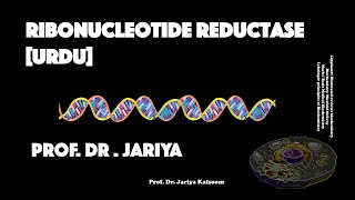 RIBONUCLEOTIDE REDUCTASE URDU VERSION [upl. by Atir]