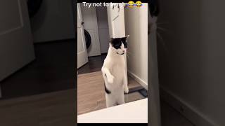 Try not to laugh challenge 🤣🤣viralshorts memes funny [upl. by Alahcim]