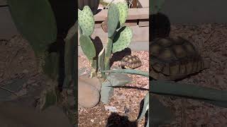 Torty the Sulcata Tortoise is frustrated by out of reach cactus pads [upl. by Saberio]