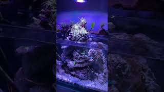 Reef tank additions aquarium reeftank [upl. by Gianna801]