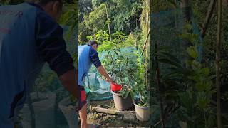 Ayuk anganbda Esa na semjaba liquid fertilizer Gamla gi Hei Lei da chaiba shortvideo explore [upl. by Ehman]