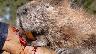 Man Killed by Beaver [upl. by Davide157]