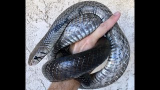 Gunmetal girl Mesmerizing Female Axanthic Blacktail Cribo will take your breath away [upl. by Siward584]