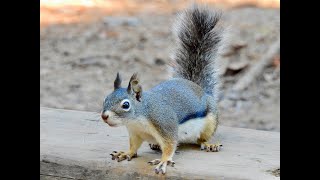 DOUGLAS SQUIRREL munching on what looks like a hazelnut [upl. by Arinayed]