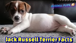 Jack Russell Terrier Facts [upl. by Penelopa]