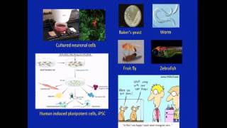 Therapeutic Strategies and the FA Treatment Pipeline 12 of 13 [upl. by Aihsatal]