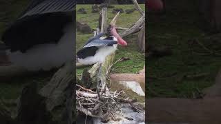 Marabou Stork Sounds [upl. by Audre]