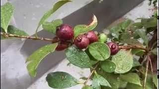 Psidium littorale fruit [upl. by Athalla]