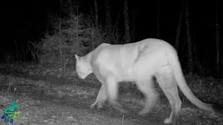 Impressive cougar captured on camera in northern Minnesota [upl. by Odnala]