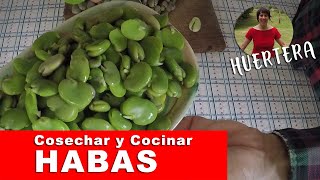 Cómo cocinar HABAS verdes Cómo 🥣cosechar y cocinar HABAS 🥣 [upl. by Earased]