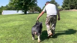 Shipley Swine Genetics Berkshire Boar “Mile Stone” [upl. by Bliss682]