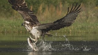 An osprey fishing in spectacular super slow motion  Highlands  Scotlands Wild Heart [upl. by Chaney]