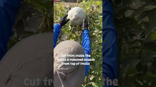 Harvesting Squash for winter garden growyourownfood pumpkin [upl. by Justinn360]