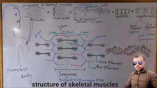 Structure of skeletal muscles in Pashtu  Sarcomere  Actin and Myosin  Sabar Khan Lectures [upl. by Drus]