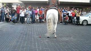 two mexican horses are dancing [upl. by Priestley924]