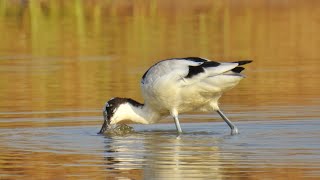 Pied Avocet foraging [upl. by Nnyltak663]