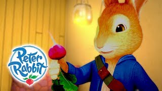 Peter Rabbit  Rabbits Love Radishes  Peter Rabbit Benjamin amp Lily  Cartoons for Kids [upl. by Alleuqcaj]