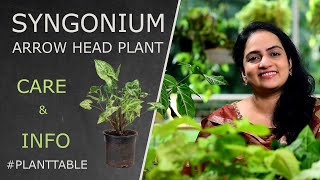 Syngonium Arrow head plant Care amp Info  Indoor plants [upl. by Irene]