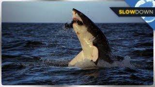 Great White Shark Breaches in SLOW MOTION [upl. by Sayer]