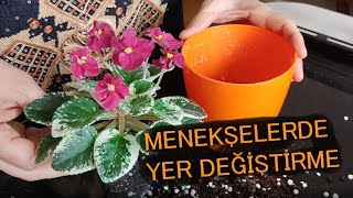 Menekşe üretim 1  Menekşede ilk yer değiştirme nasıl yapılır [upl. by Harp500]