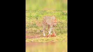 Cheetah hesitantly approaches its fate animalbattles cheetah crocodile wildlife [upl. by Franciska]