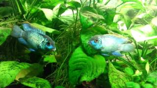 Electric Blue Acaras Males [upl. by Maxwell728]