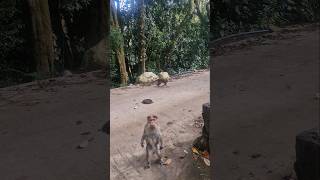 Bring out your humanenessshorts viralshort trending humanity wildlife wildanimals monkey [upl. by Ahsimak411]