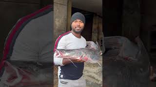 Amazing Big￼ Singara fish In Ghazipur Market shortvideo rrrm ￼ [upl. by Rawdin639]