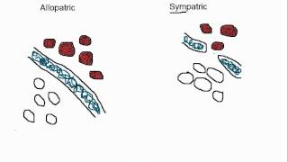 Biology Allopatric vs Sympatric Speciation [upl. by Dirtsa]