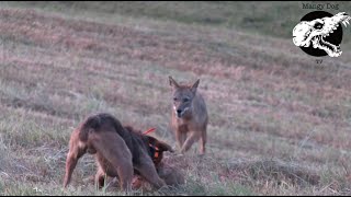 Coyotes Try To Attack Dog  Coyote Hunting With Decoy Dog [upl. by Edison161]