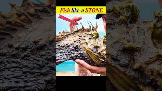 Most dangerous and poisoners stone fish shorts youtubeshorts [upl. by Samot]