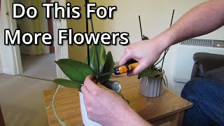 How to get your Phalaenopsis orchids to flower again [upl. by Etnud]