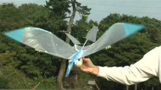 Sordes 55 second Flight Pterosaur Ornithopter RC [upl. by Fransis]