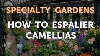 How to Espalier Camellias [upl. by Graehl40]