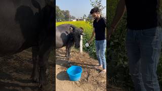 Aaj bheso ko bhi garam paani se nehlaayaminivlog dailyshorts shorts family familyvlog village [upl. by Stacey557]