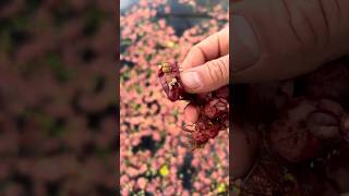 Flowering Red Root Floaters Epic Red Floating Plant For Sale [upl. by Aramo]