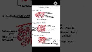 Salivary glands Parotid Mandibular  sublingual Glands Histologytrending shorts [upl. by Nuahsyd]